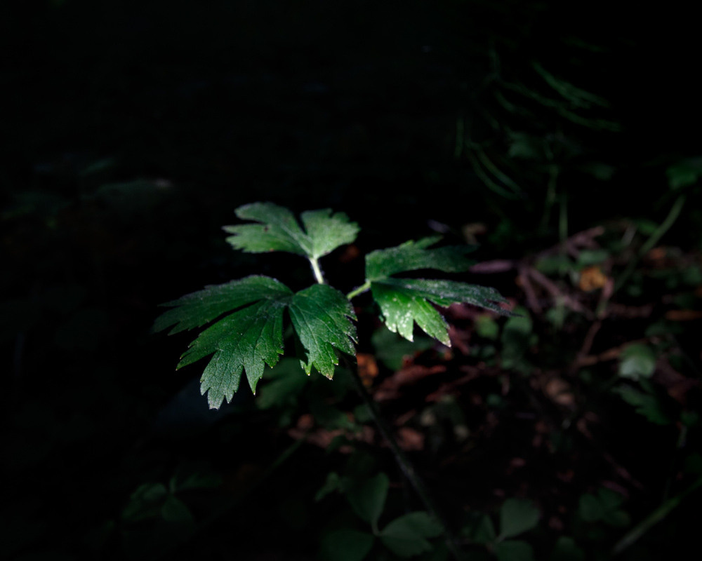 Портрет природы. Снимки сделанные внутри природы. Фотограф-любитель Алексей Сергеевич Петропавловский, г. Йошкар-Ола