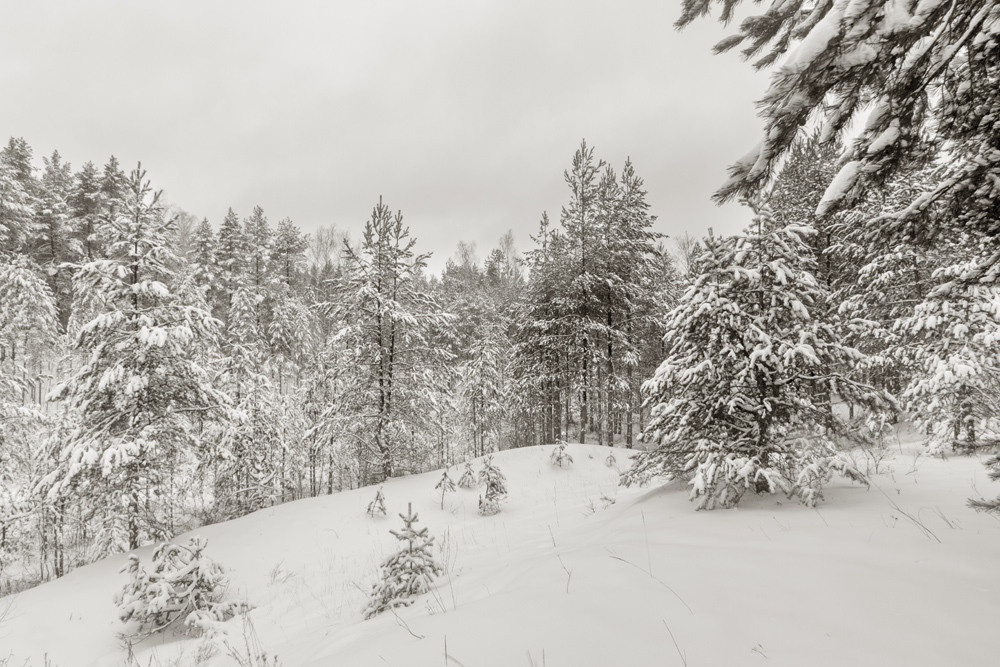 Зимний лес пейзаж чёрно-белое фото.