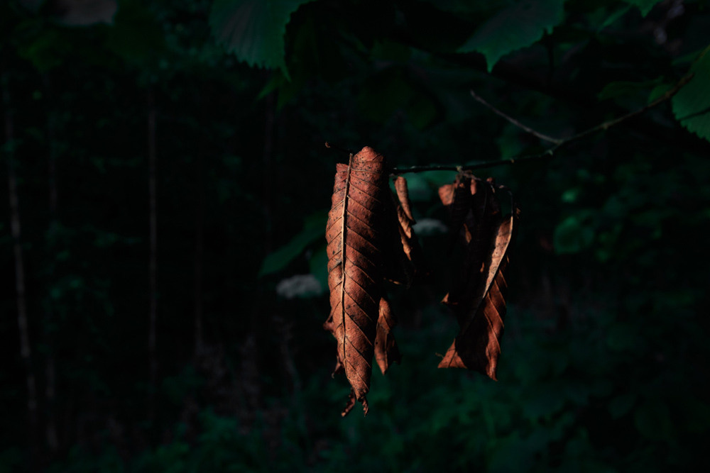 Коричневые сухие листья на ветке.