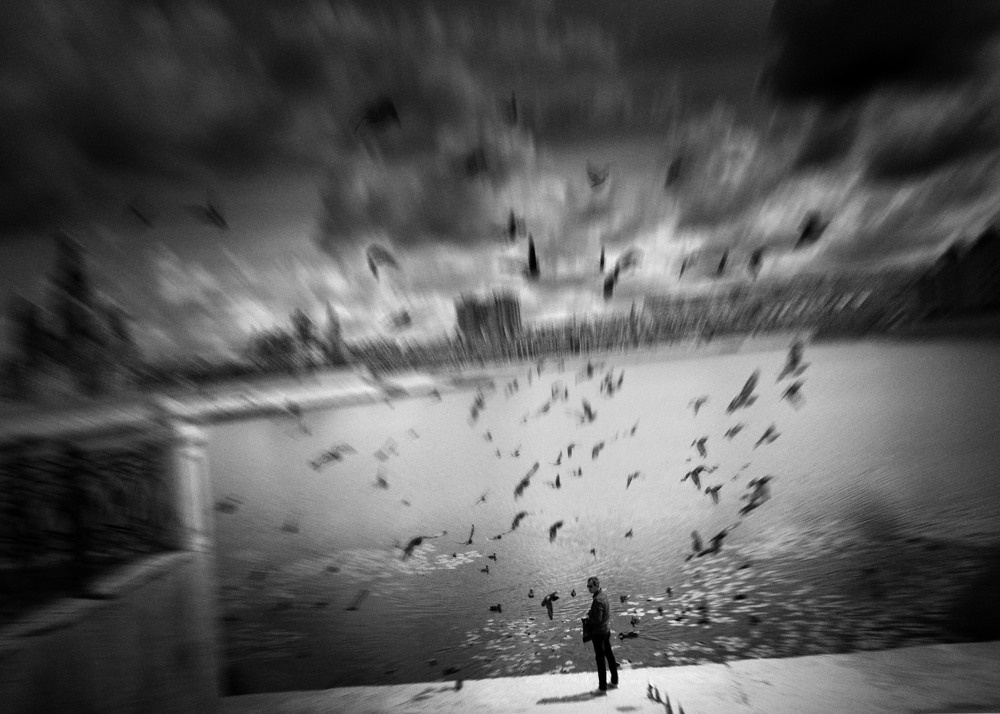 Птицы и человек на набережной, движение в кадре.