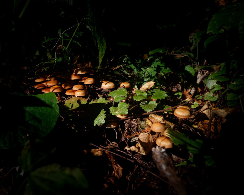 Портрет природы. Снимки сделанные внутри природы. Фотограф-любитель Алексей Сергеевич Петропавловский, г. Йошкар-Ола