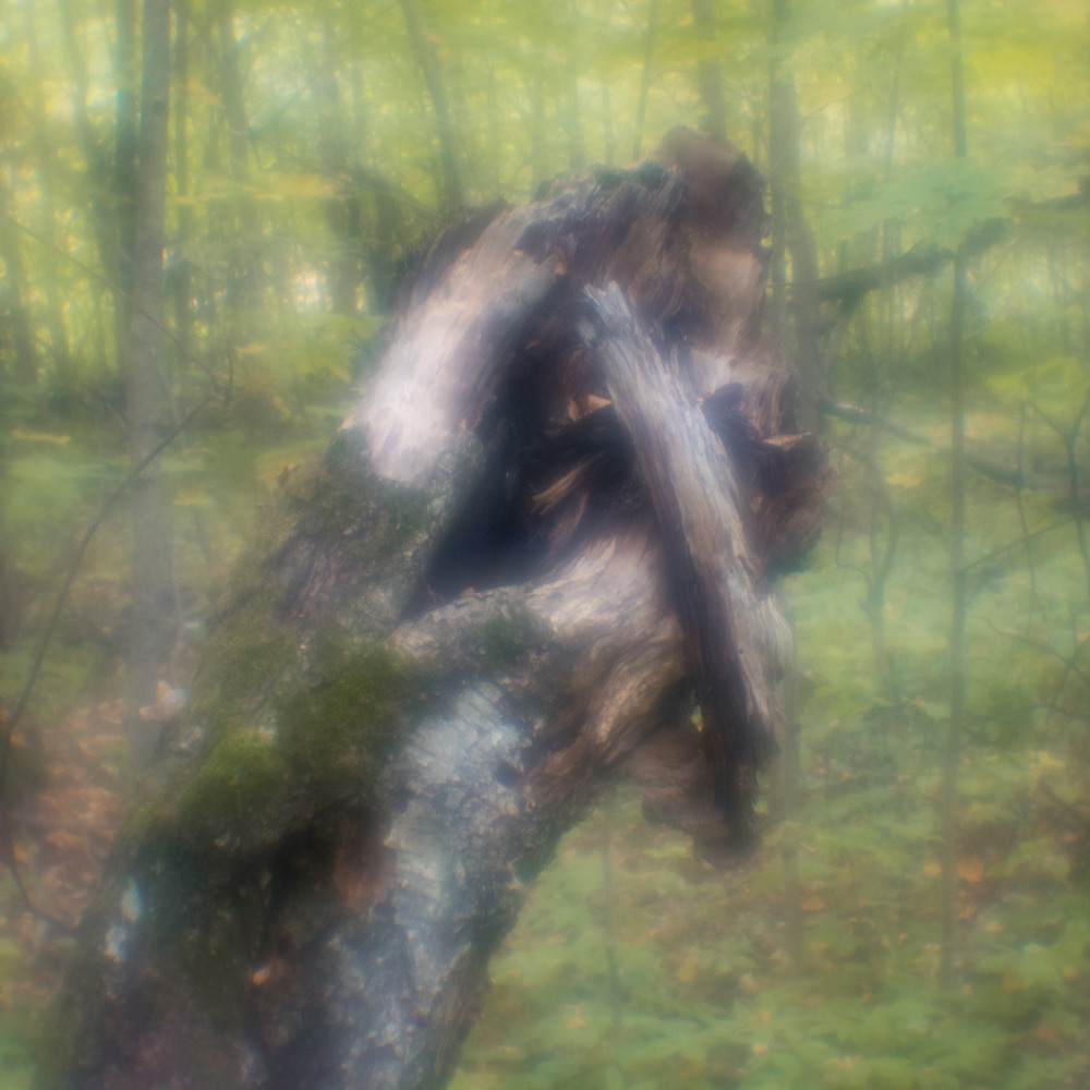 Дерево как существо.