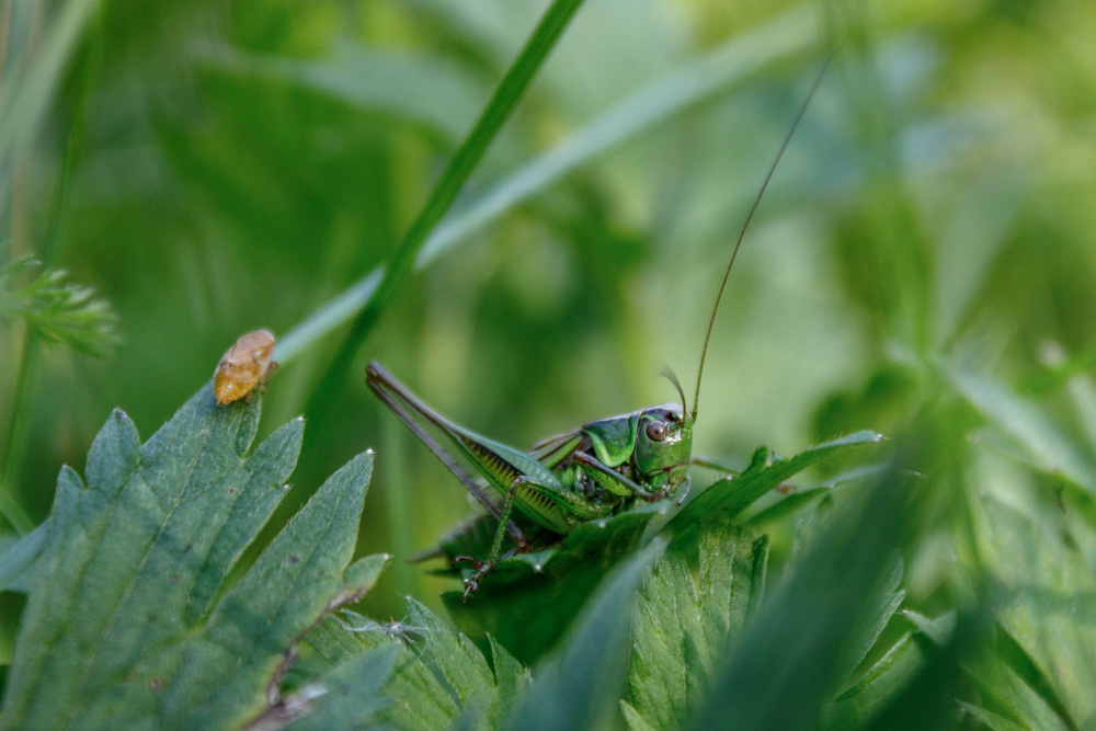 Кузнечик в зелёной траве