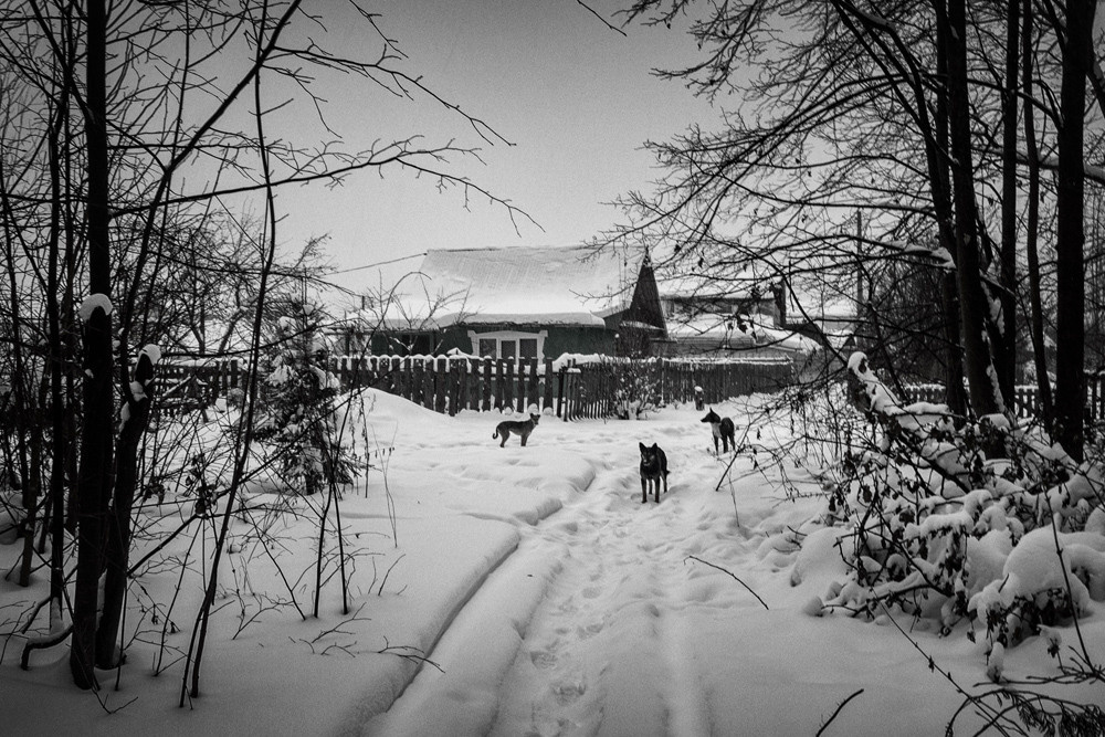 Дикие собаки.