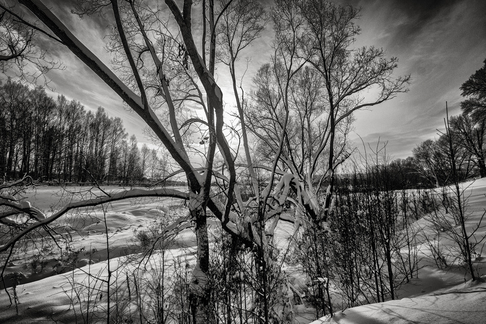 Ветки деревъев на фоне снежного леса и солнца.