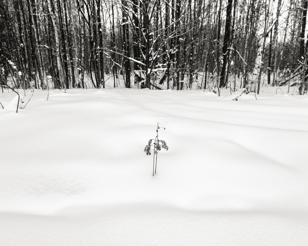Маленький кустик и лес зимой.