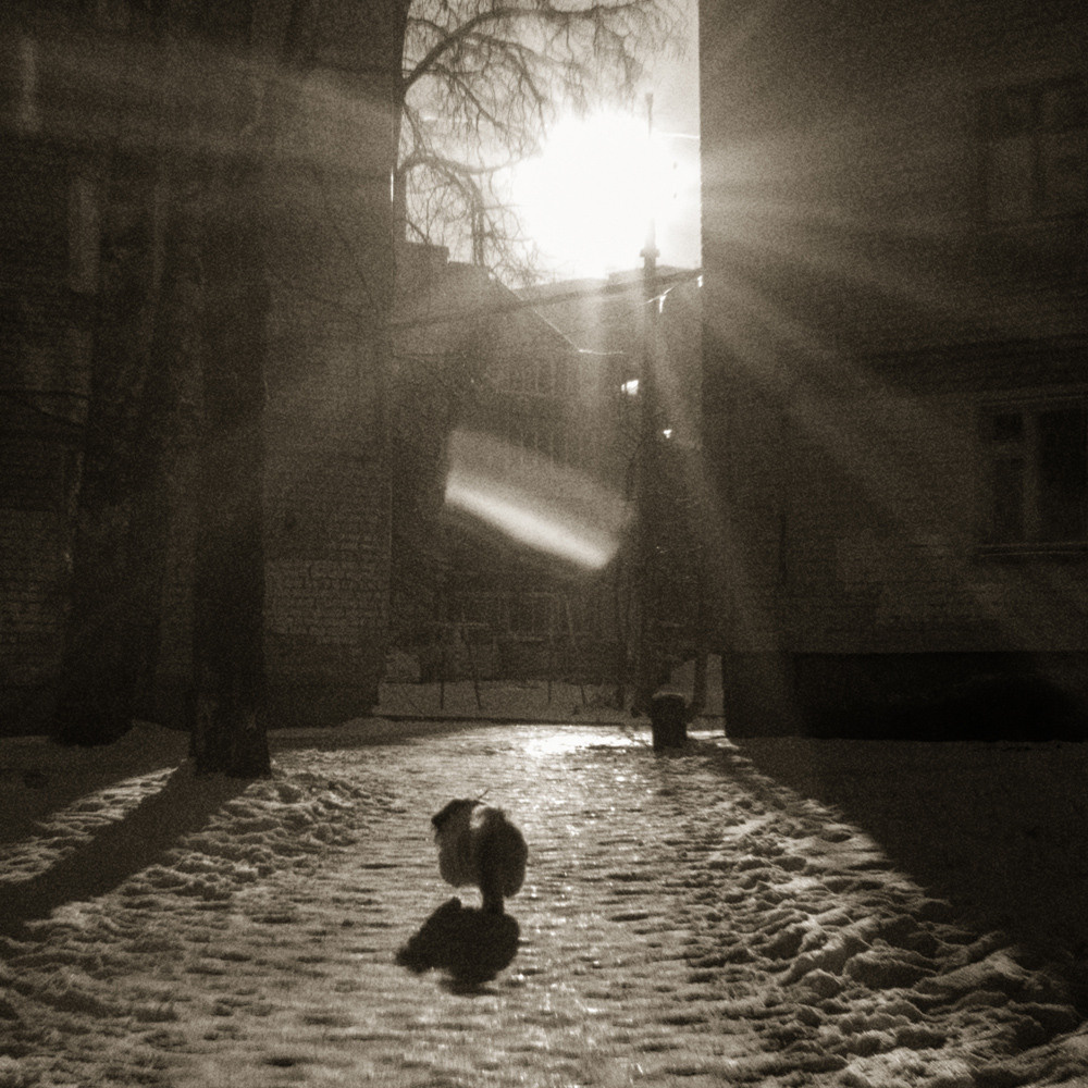 Собачка ши-тцу бежит к свету. Чёрно-белое фото на монокль.