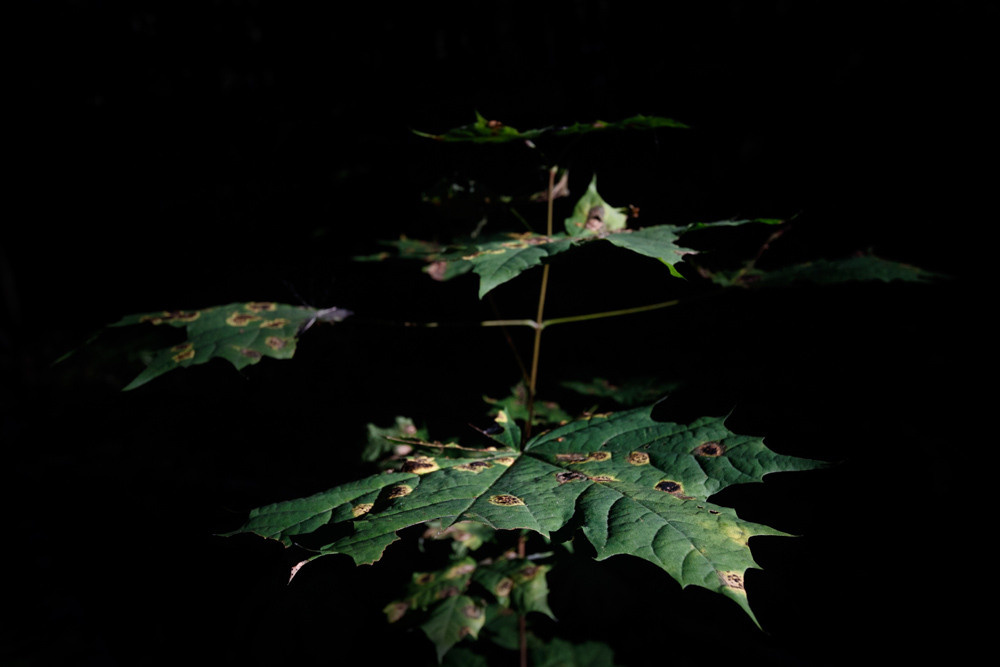 Портрет природы. Снимки сделанные внутри природы. Фотограф-любитель Алексей Сергеевич Петропавловский, г. Йошкар-Ола