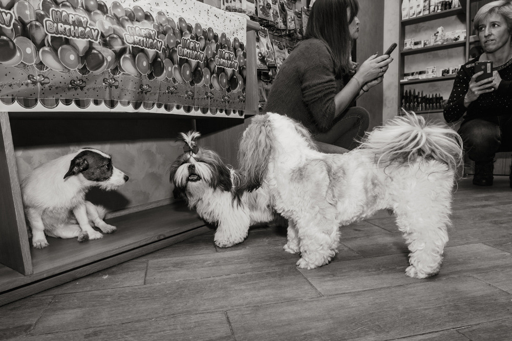 Собачий разговор, чёрно-белое фото. Собаки разговаривают, разговаривают и женщины на заднем фоне.