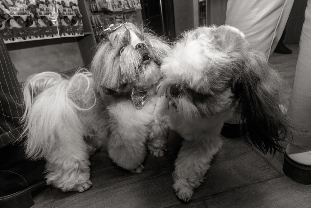 Собачий конфликт. Собаки деруться.