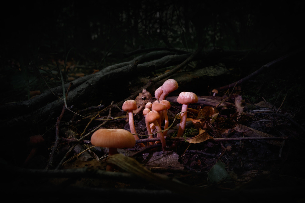 Портрет природы. Снимки сделанные внутри природы. Фотограф-любитель Алексей Сергеевич Петропавловский, г. Йошкар-Ола