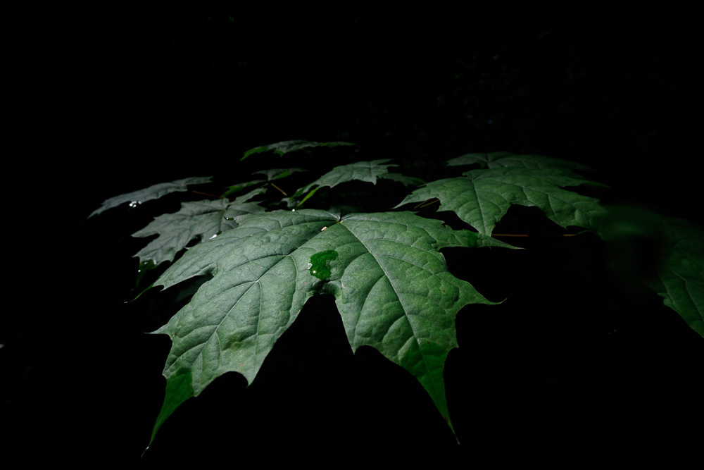 Зелёный лист в лесу из темноты.