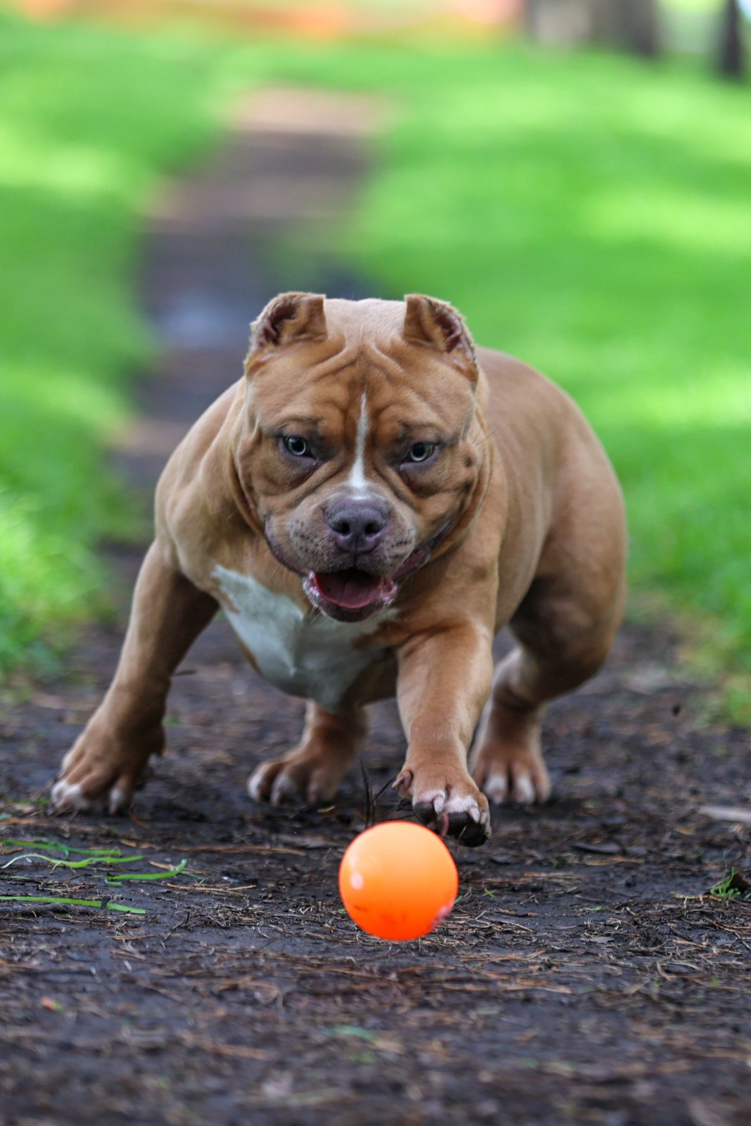 Фотосессия Коди и Кинга!. Фотограф 📸 семейный, предметный, репортажный