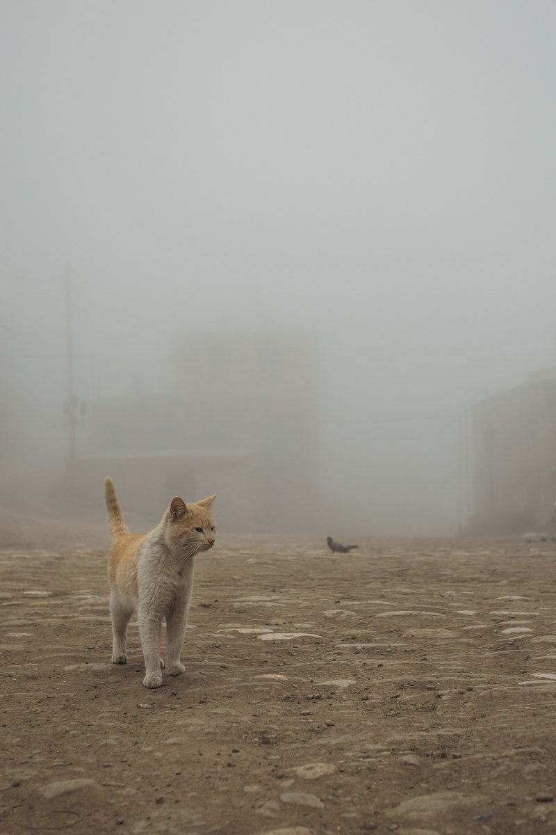 Махачкала. Photomantis