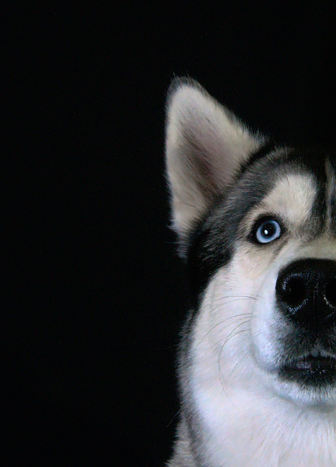 Фото собаки порода хаски портрет