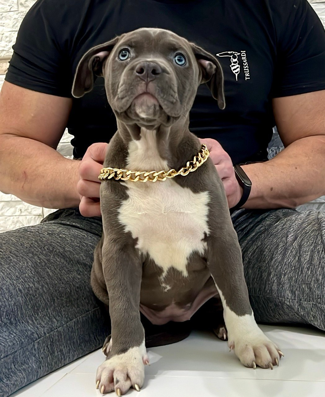 Все свободные щенки. Американские булли XL в г. Калининград. Питомник Great Bully UNIVERSE