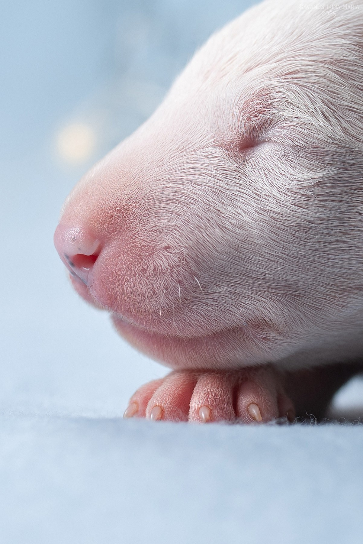 Ньюборн фотосессия щенков. Фотограф собак в Москве и Московской области Иванушкина Мария