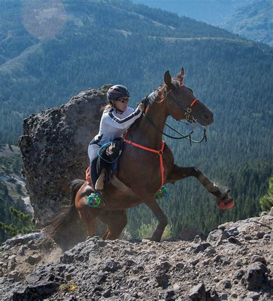 Seminar 5 July Evaluating gates in dressage. Liana Antanovich | Equestrian Strategies