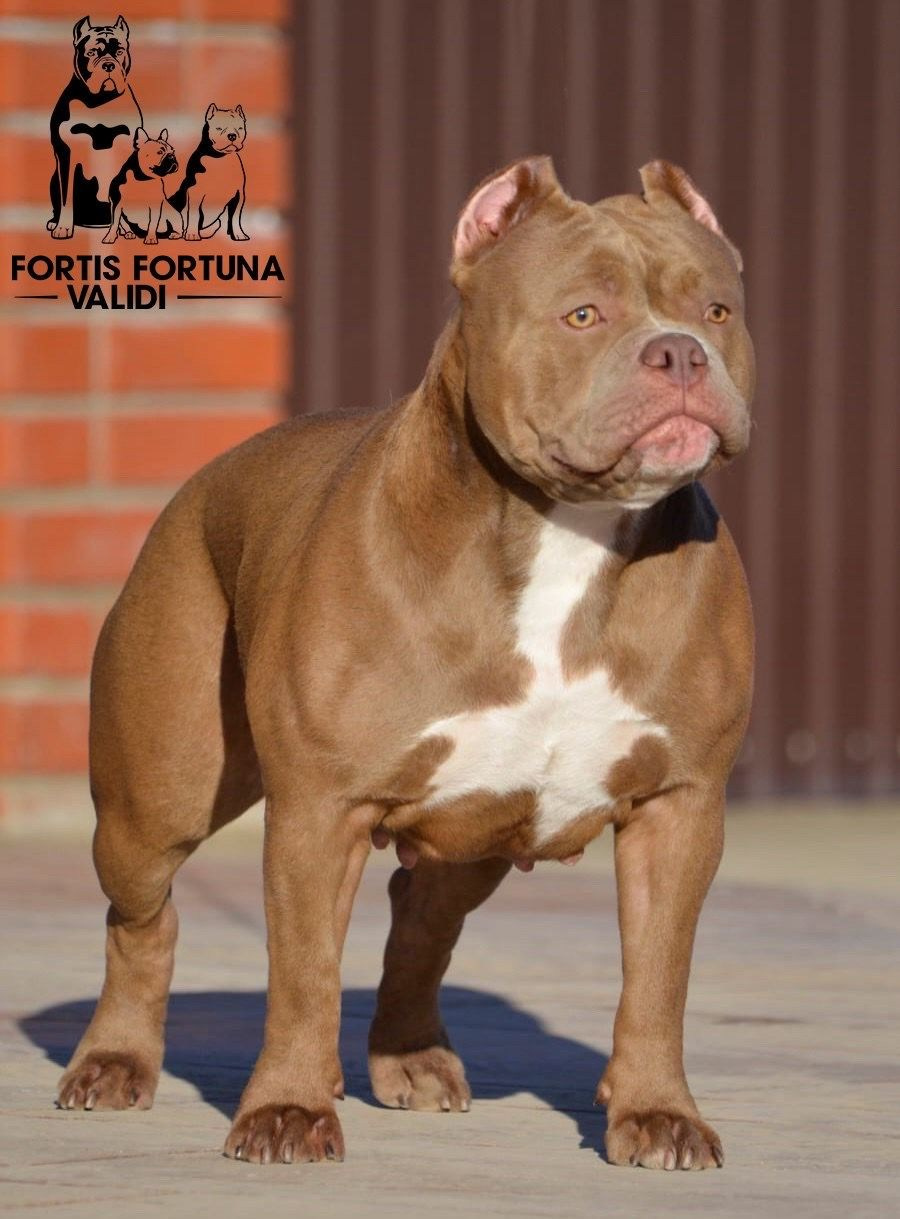 FORTIS FORTUNA VALIDI TEKILA. ПИТОМНИК СОБАК ПОРОДЫ АМЕРИКАНСКИЙ БУЛЛИ