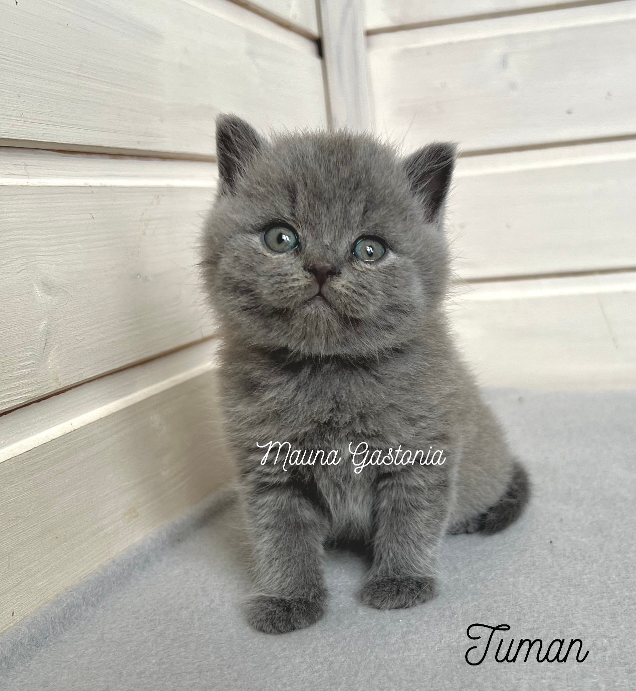 Tuman. Mauna Gastonia