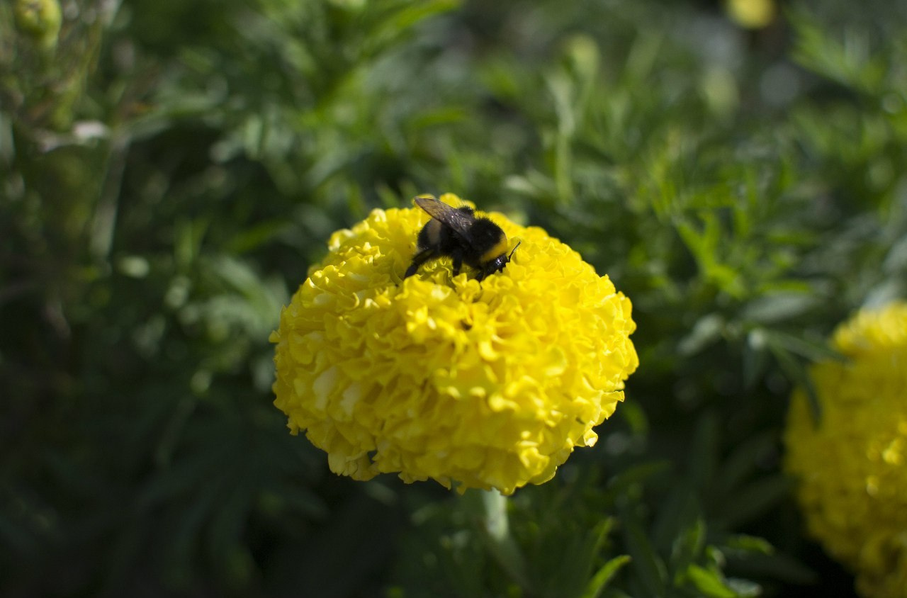 Растения. Артём Голдов — Портретный фотограф ✦ Кошелев Парк ✦ Самара