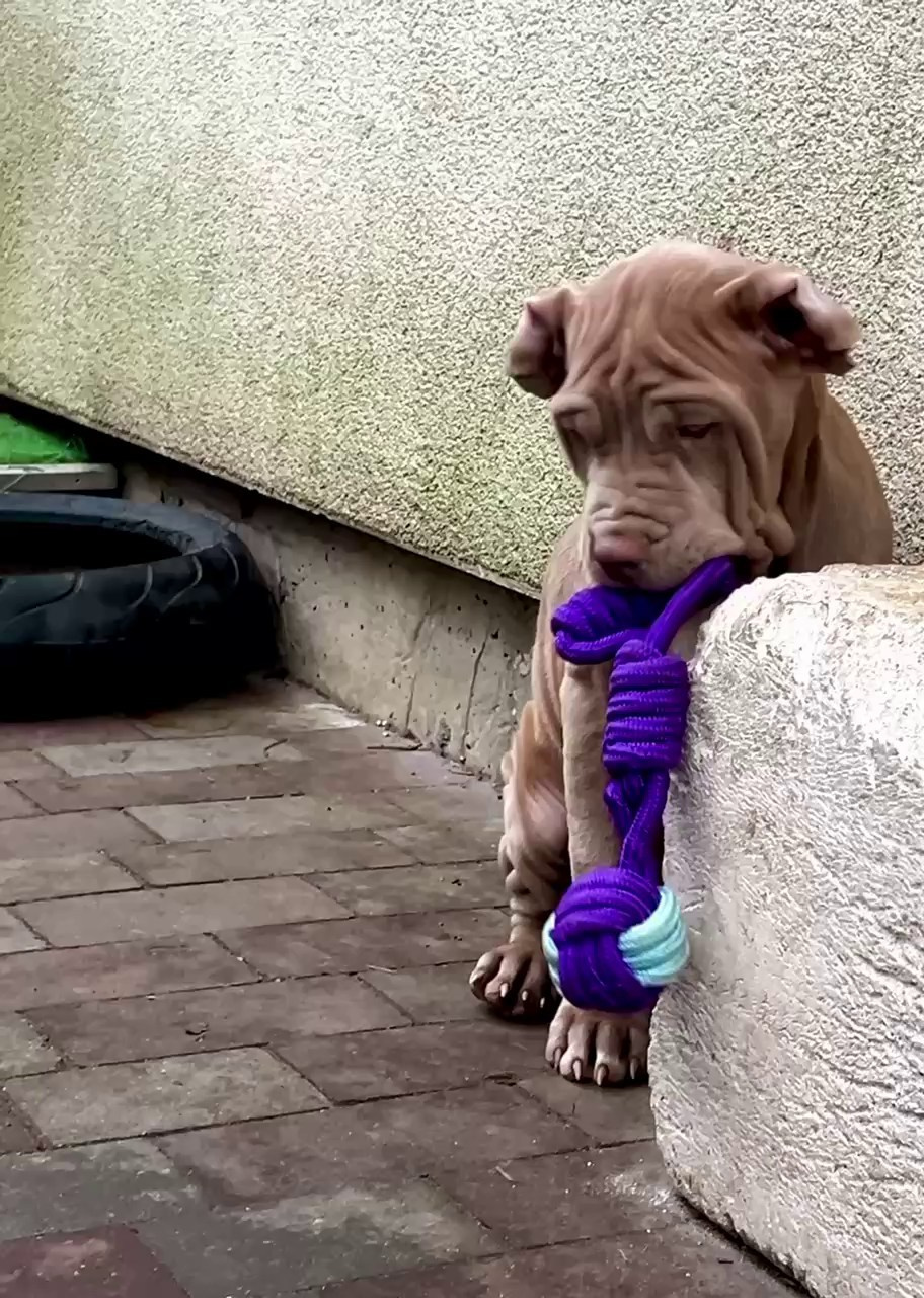 Hunter&Queenie, 10.09.25. Американские булли XL в г. Калининград. Питомник Great Bully UNIVERSE