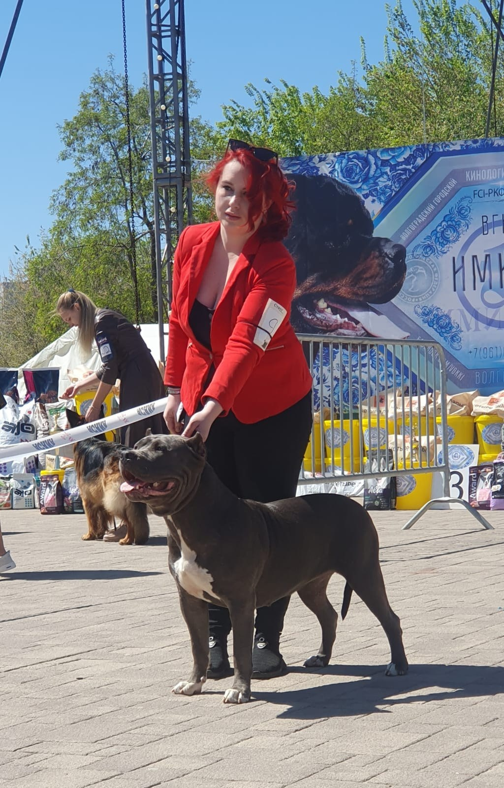 UPB’s Queenie & Zeus. 16.04.24. Американские булли XL в г. Калининград. Питомник Great Bully UNIVERSE