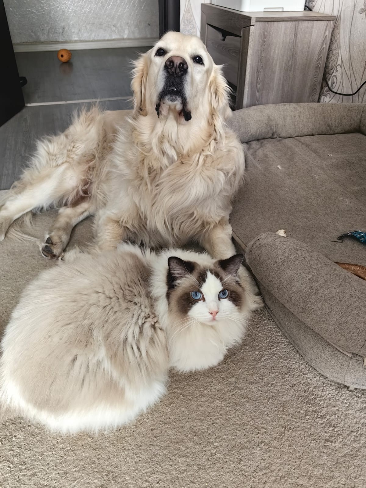 Выпускники Loyal Adore. Питомник рэгдолл Loyal Adore