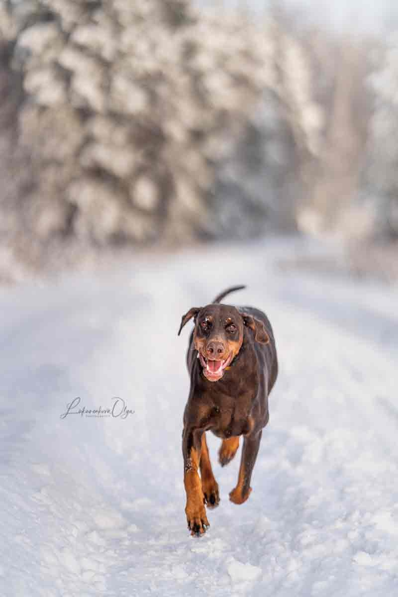 Ганс и Мика. Фотограф анималист Ольга Луканенкова в Москве