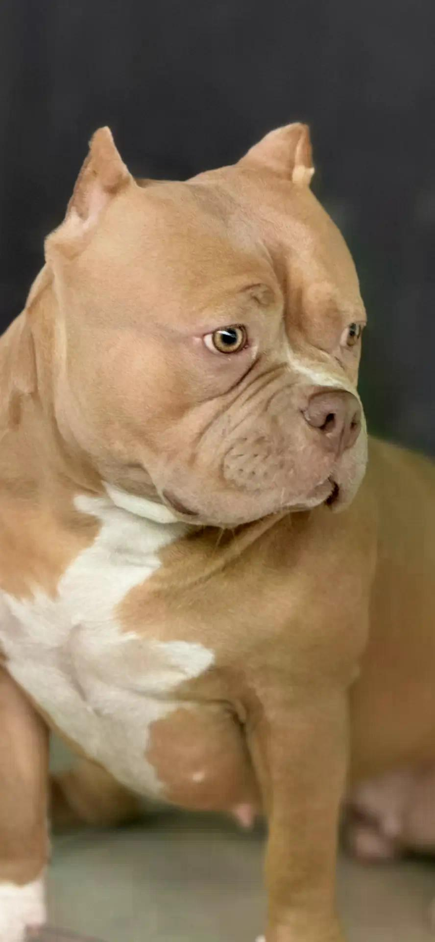 Булли покет сука Савана. ПИТОМНИК СОБАК ПОРОДЫ АМЕРИКАНСКИЙ БУЛЛИ