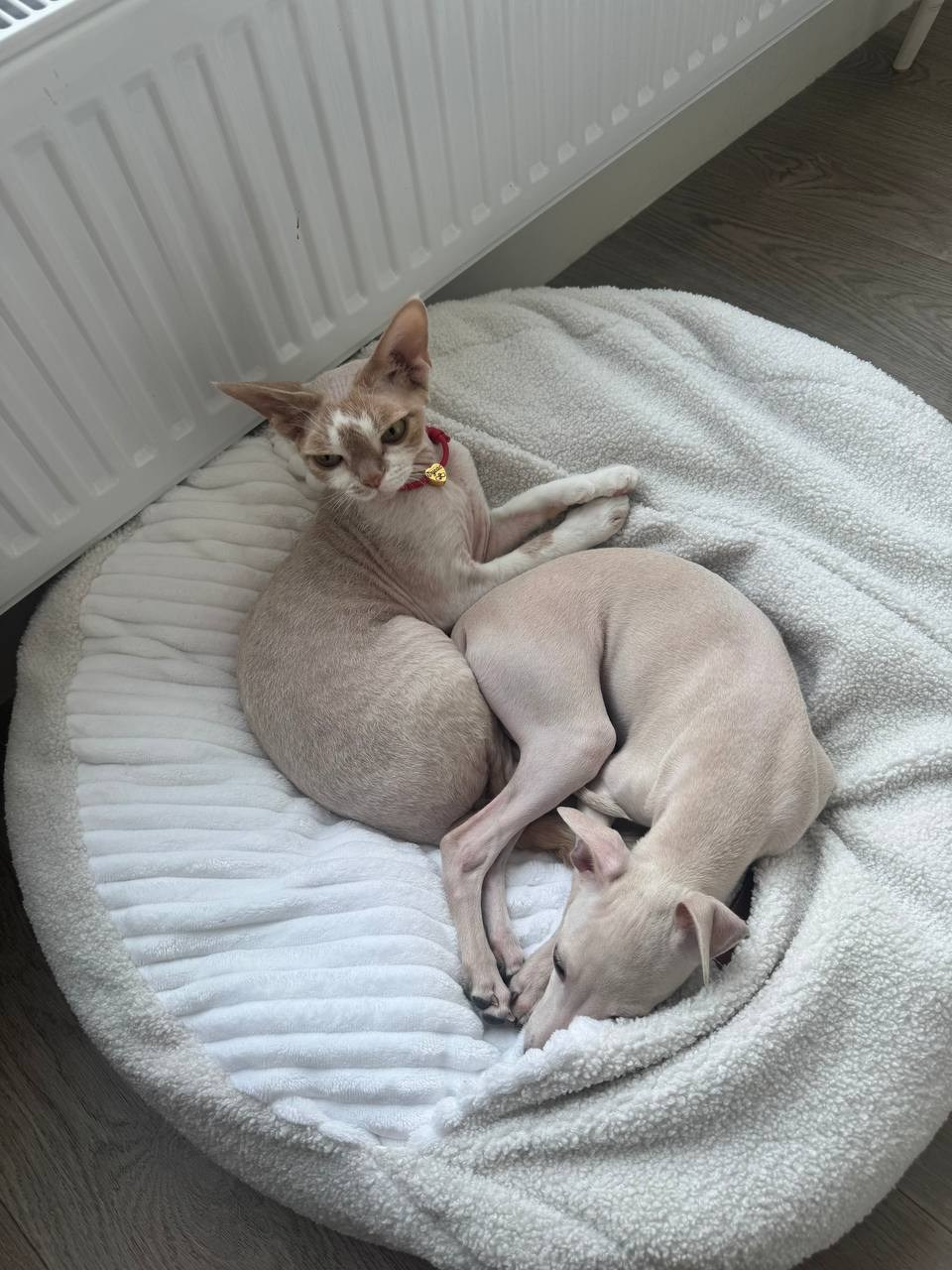 Левретки и кошки. Профессиональный питомник левреток РКФ/FCI ASTI SAPPHIRE 💎 Сочи|Санкт-Петербург