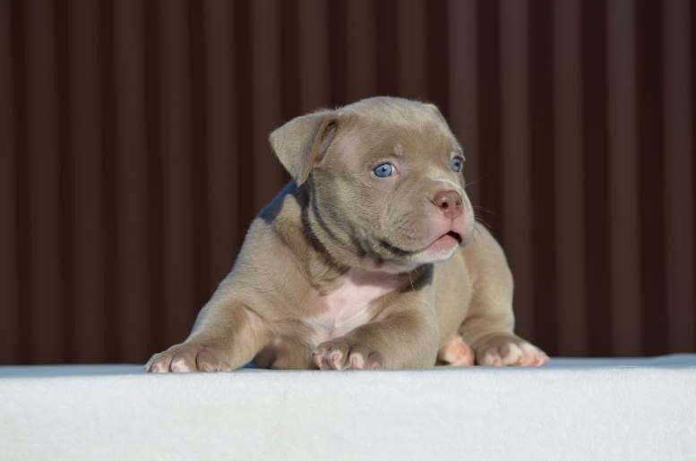 официальный питомник American Bully в Кургане