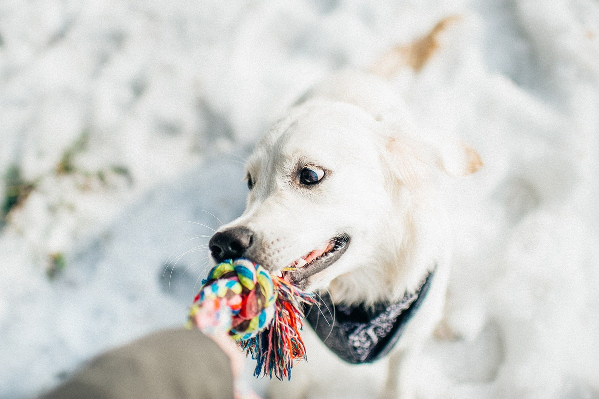 ШАНТИ и СЕМЬЯ. Свадебный и семейный фотограф РИТА БОЧКАРЁВА