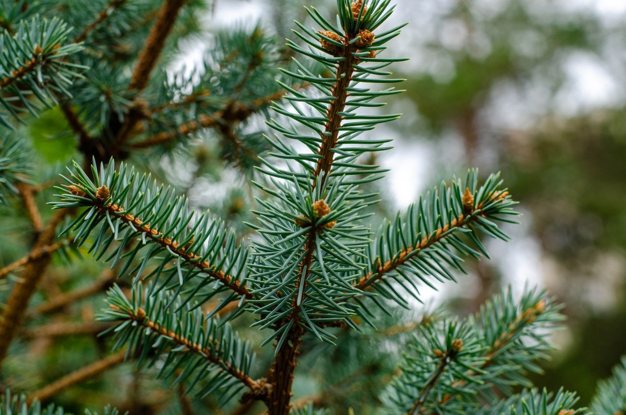 Дары Природы. Sreda fotoArt