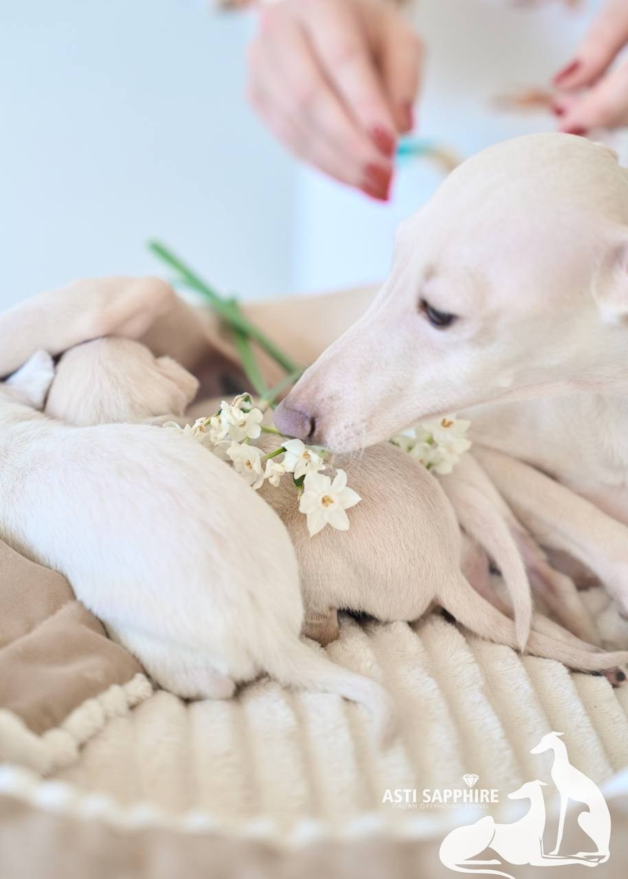 Крем. Профессиональный питомник левреток РКФ/FCI ASTI SAPPHIRE 💎 Сочи|Санкт-Петербург