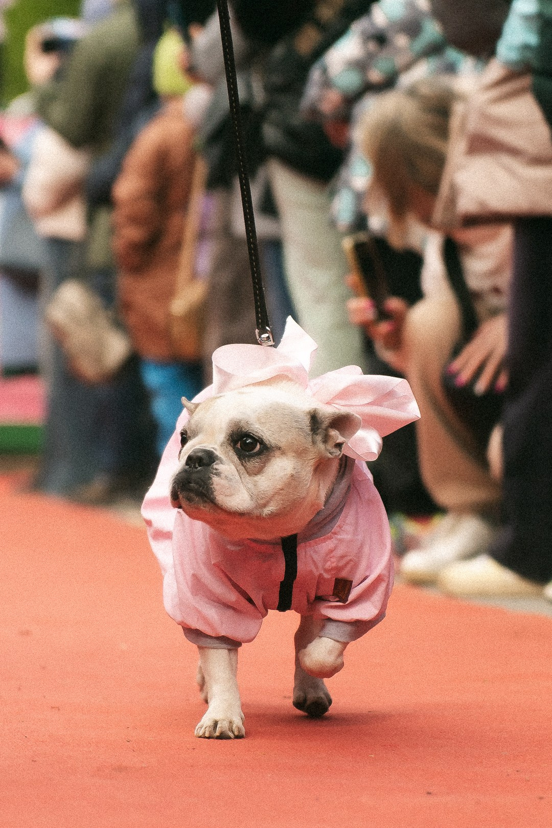 Парад Бульдогов. Axenov_eugene