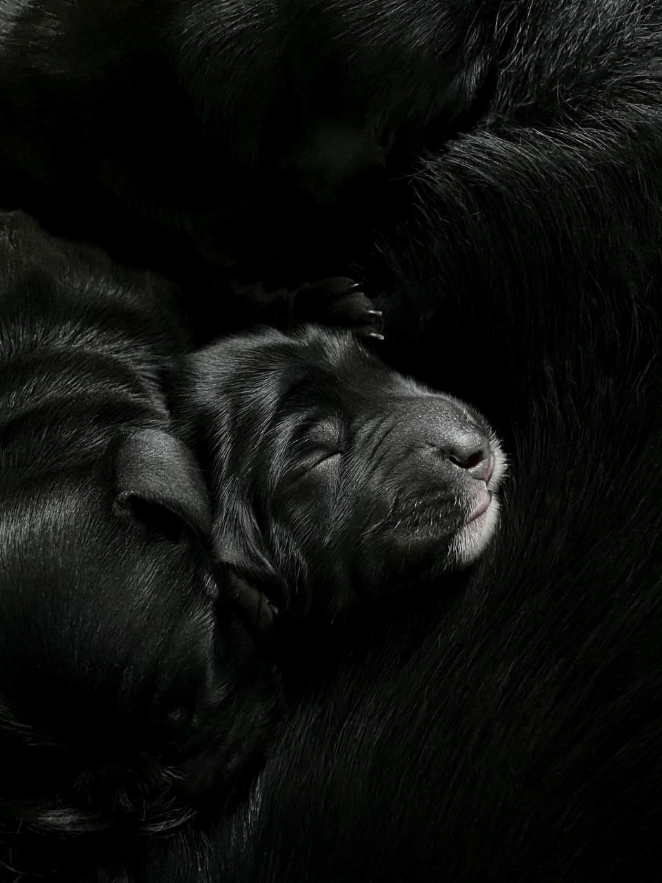 Щенята. Фотограф Никонова Софья