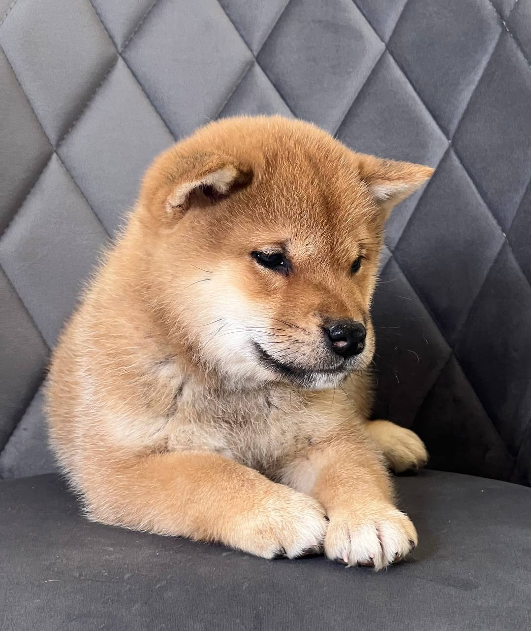 сиба питомник Рубилайт щенки на продажу rubylight  сиба щенки купить СПб Санкт-Петербург 