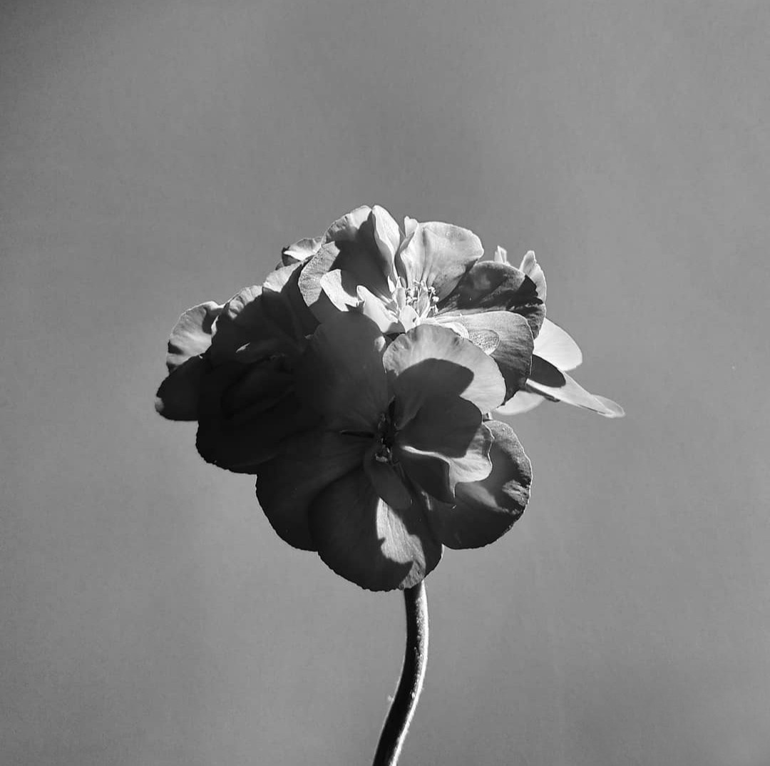 Натюрморт. Настасья Проценко. Фотограф