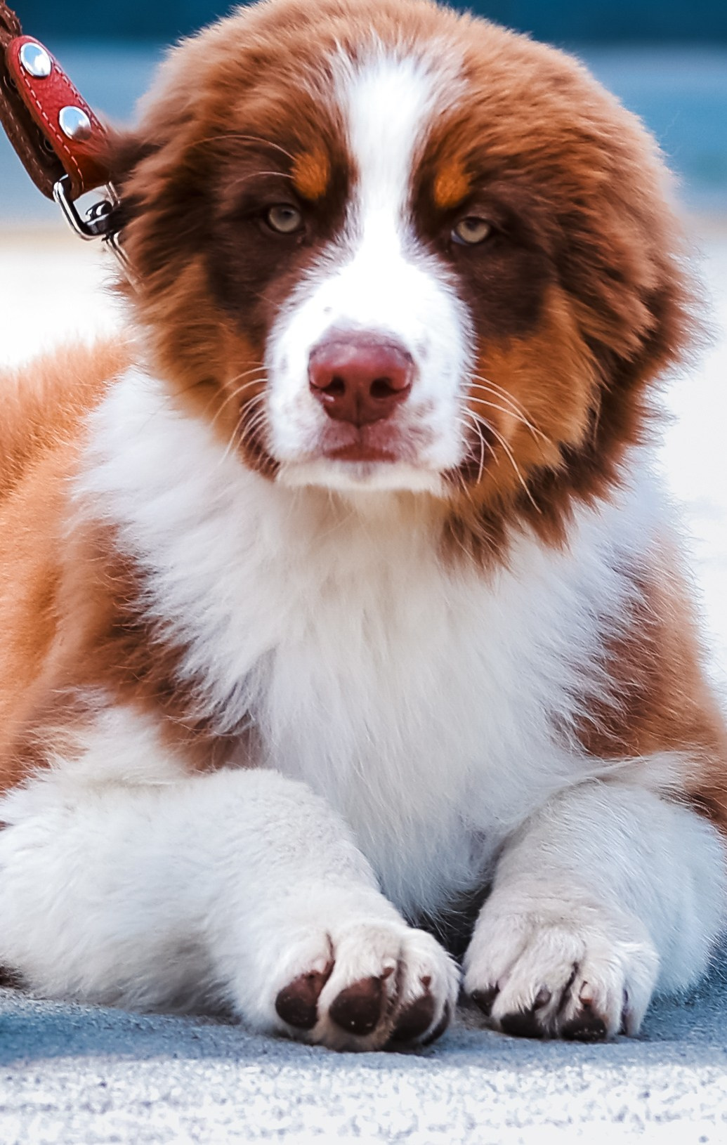 Аусси 1. Фотограф репортажей и стритфотосессий в Москве Людмила Смирнова