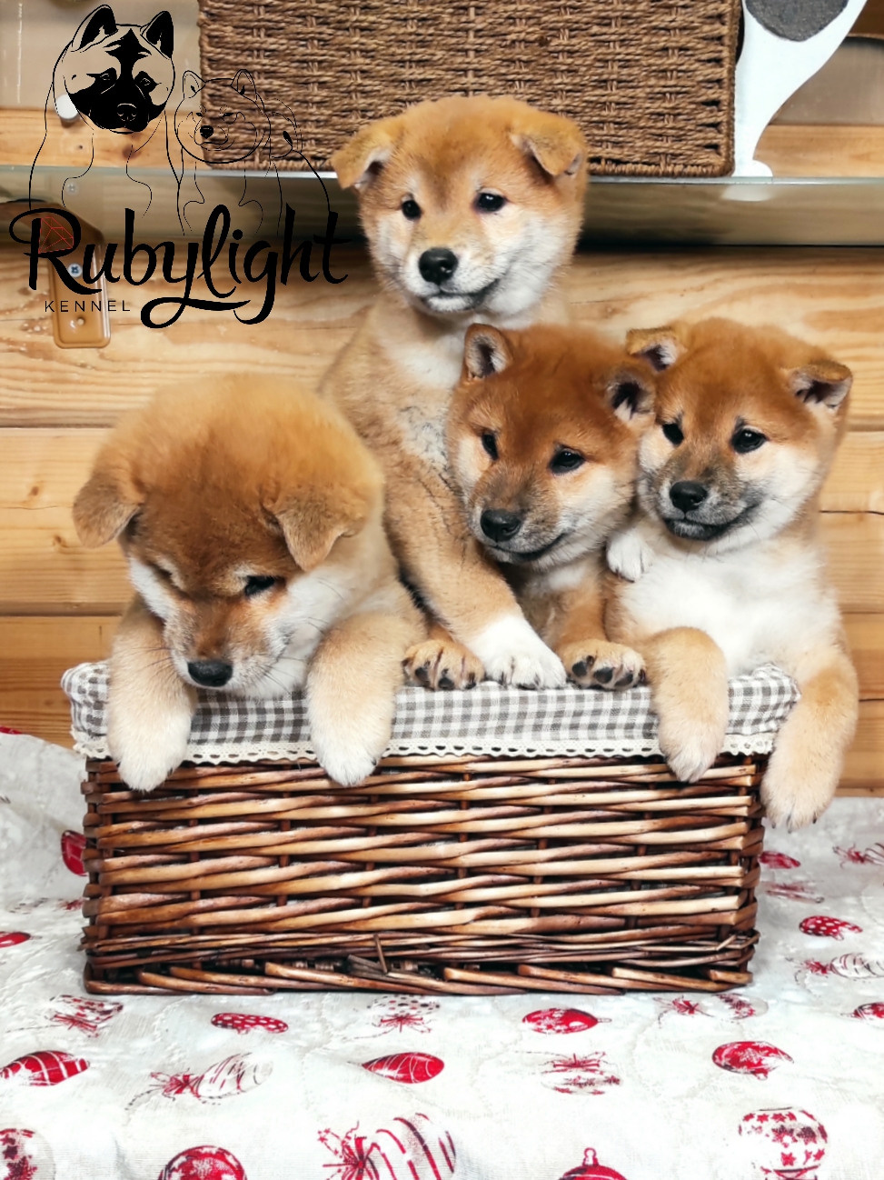 Щенки сиба-ину, шиба, Отец: SHIOMARU EVER DREAM Мать: TRIUMF SIBIRI AKIKO CHIKAKO, Санкт-Петербург, RUBYLIGHT kennel