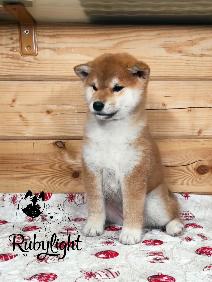 Щенки сиба-ину, шиба, Отец: SHIOMARU EVER DREAM Мать: TRIUMF SIBIRI AKIKO CHIKAKO, Санкт-Петербург, RUBYLIGHT kennel