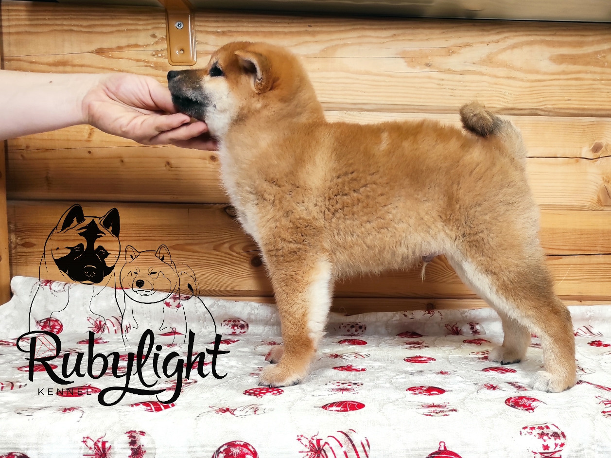 Rubylight Lucky, Отец: SHIOMARU EVER DREAM Мать: TRIUMF SIBIRI AKIKO CHIKAKO, Санкт-Петербург, RUBYLIGHT kennel