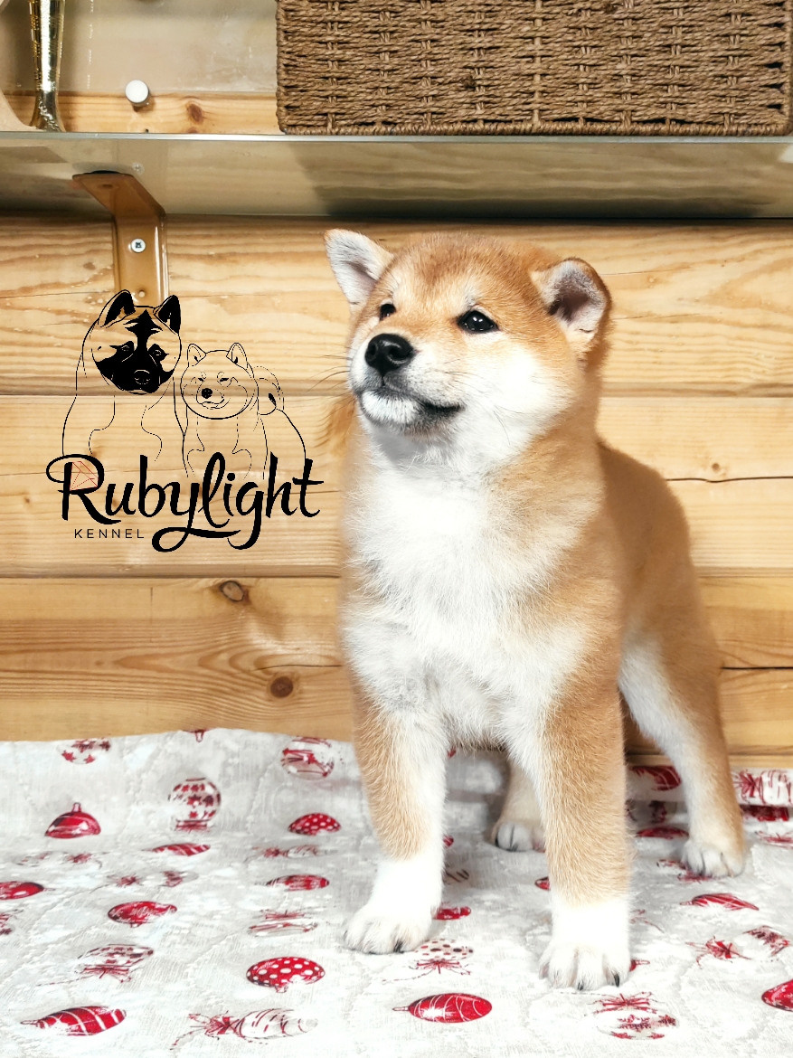 Щенки сиба-ину, шиба, Отец: SHIOMARU EVER DREAM Мать: TRIUMF SIBIRI AKIKO CHIKAKO, Санкт-Петербург, RUBYLIGHT kennel