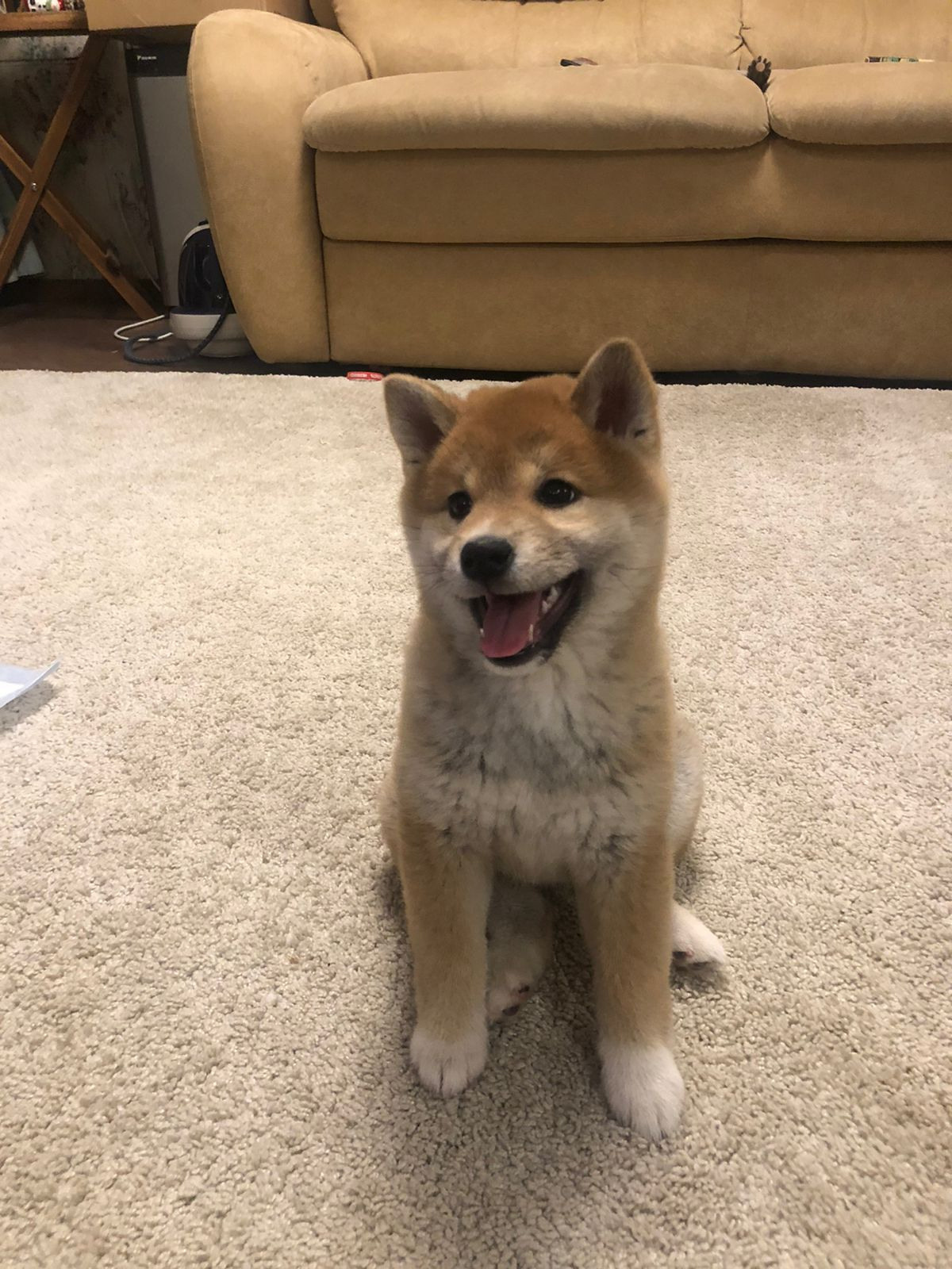 Сиба питомник RUBYLIGHT. Американская акита I Сиба ину I Питомник RUBYLIGHT