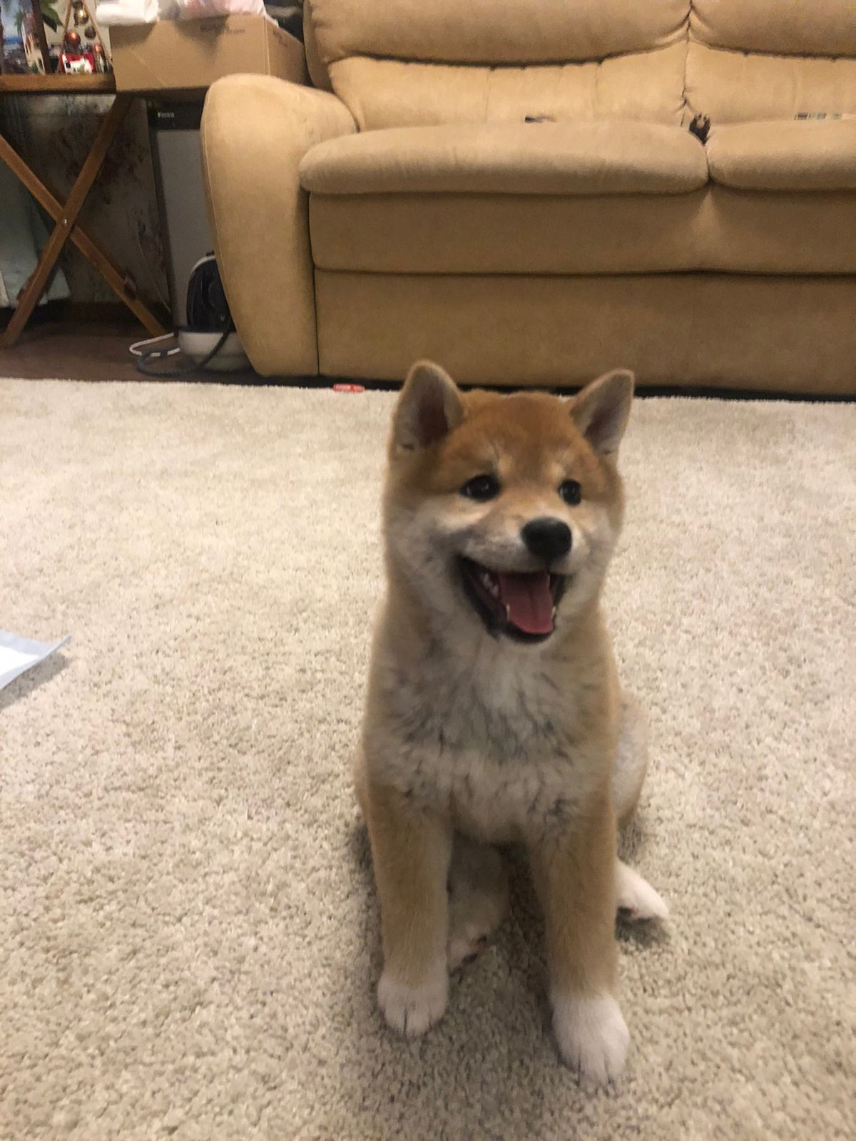 Сиба питомник RUBYLIGHT. Американская акита I Сиба ину I Питомник RUBYLIGHT