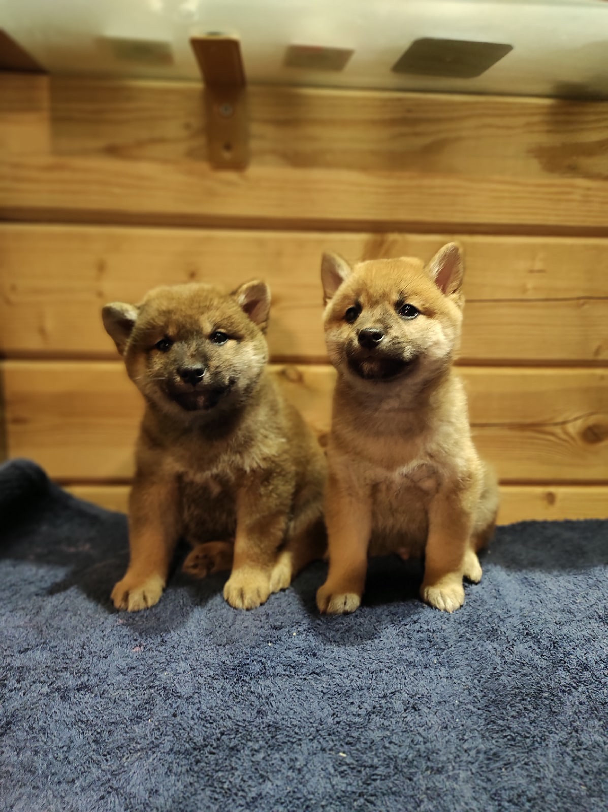 Сиба питомник RUBYLIGHT. Американская акита I Сиба ину I Питомник RUBYLIGHT