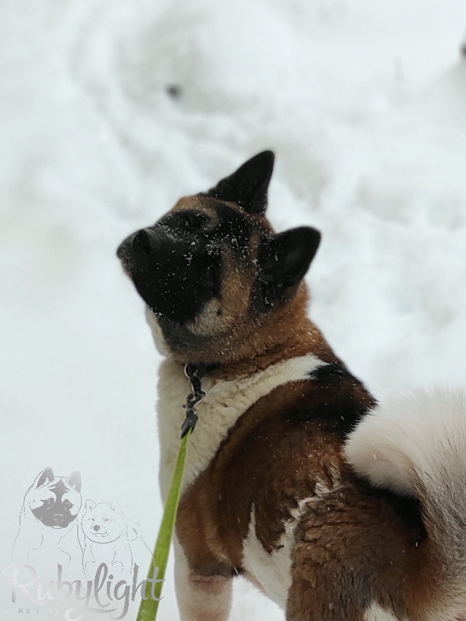 RUBYLIGHT BIYA * Бия американская акита Рубилайт щенки питомник