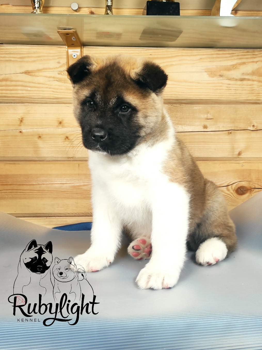 RUBYLIGHT MOLNIYA, Дата рождения 03.10.2021Мама DANCING QUEEN Папа NATIVEBEAR LEGION MAN , щенки Американская Акита RUBYLIGHT питомник Санкт-Петербург