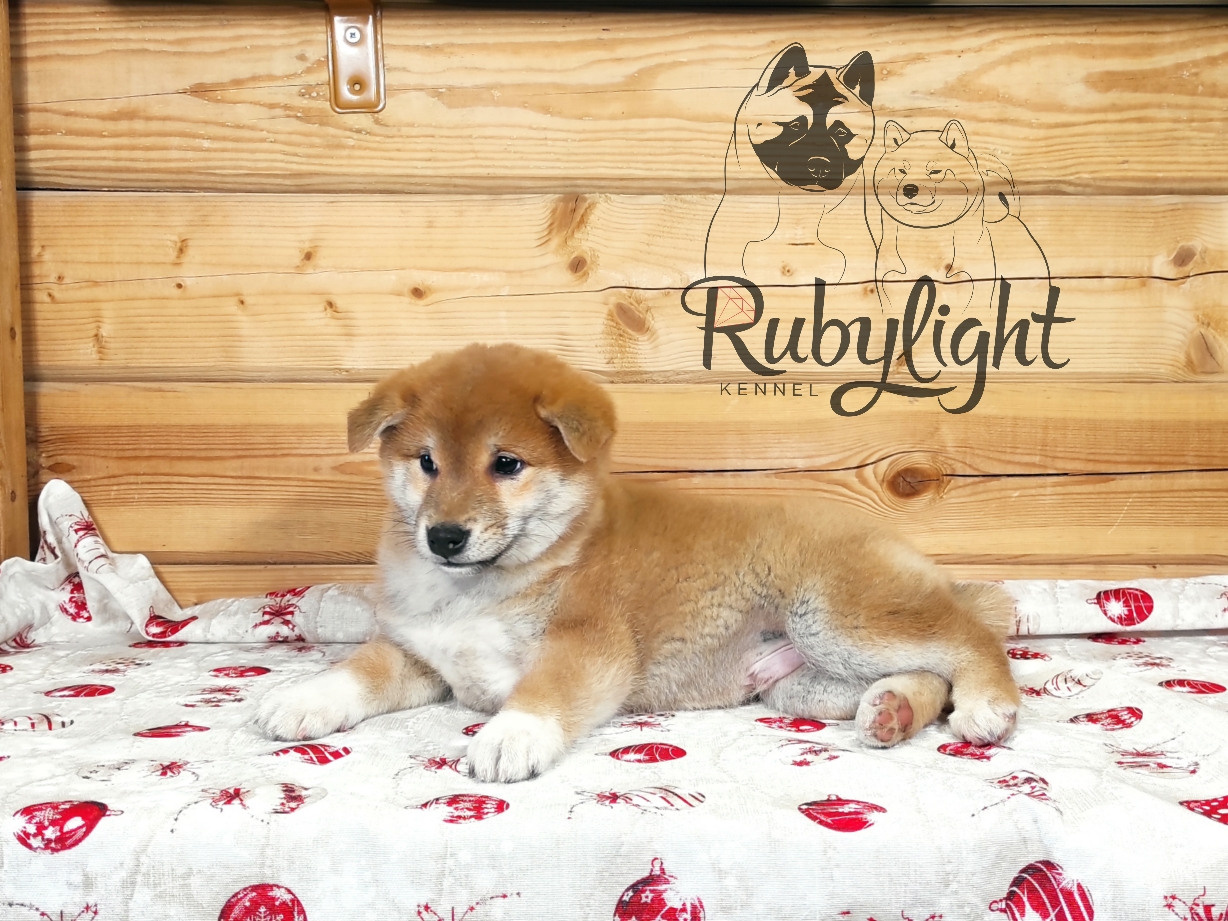 Щенки сиба-ину, шиба, Отец: SHIOMARU EVER DREAM Мать: TRIUMF SIBIRI AKIKO CHIKAKO, Санкт-Петербург, RUBYLIGHT kennel